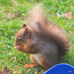 Red Squirrel