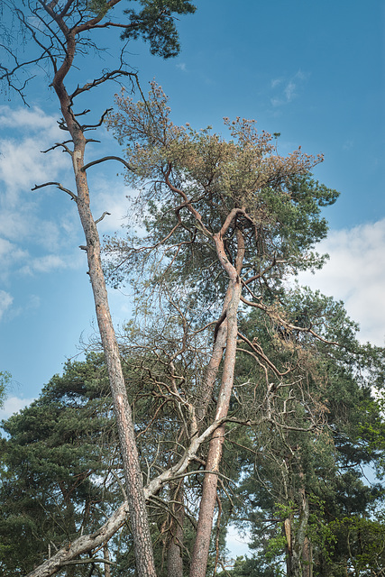 14052021 Diersfordter Wald Wesel 2