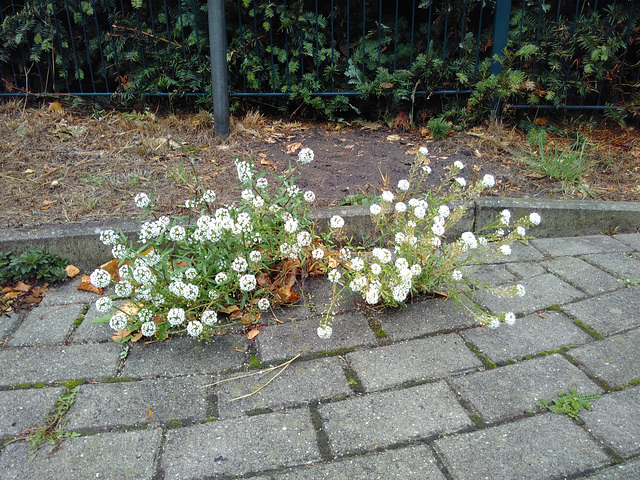 An de Eck steiht een Bloom ohne Tüdelband