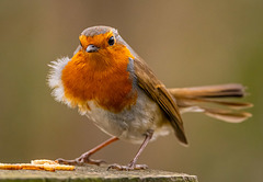 Robin