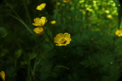 DSC08502 (2)