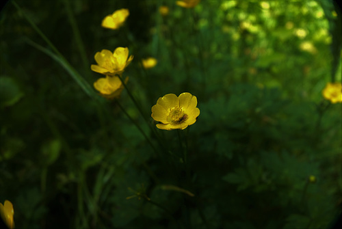 DSC08502 (2)