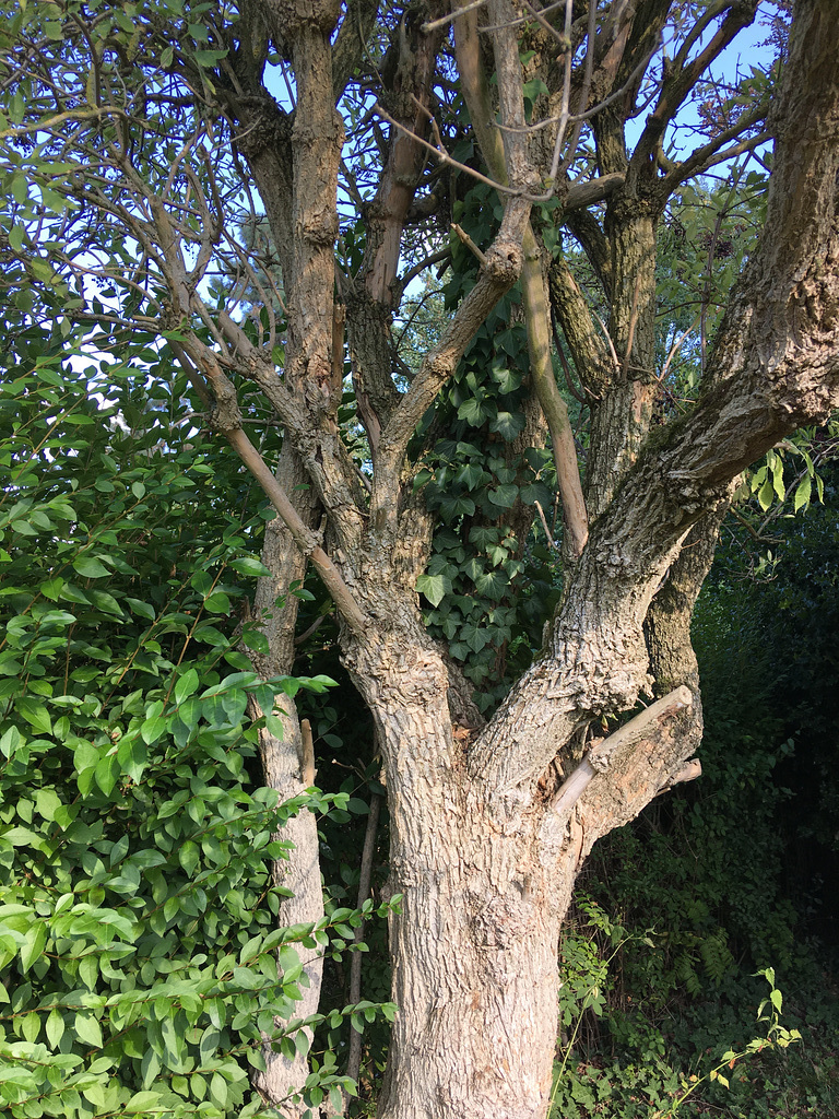 L'arbre préféré de Chipie