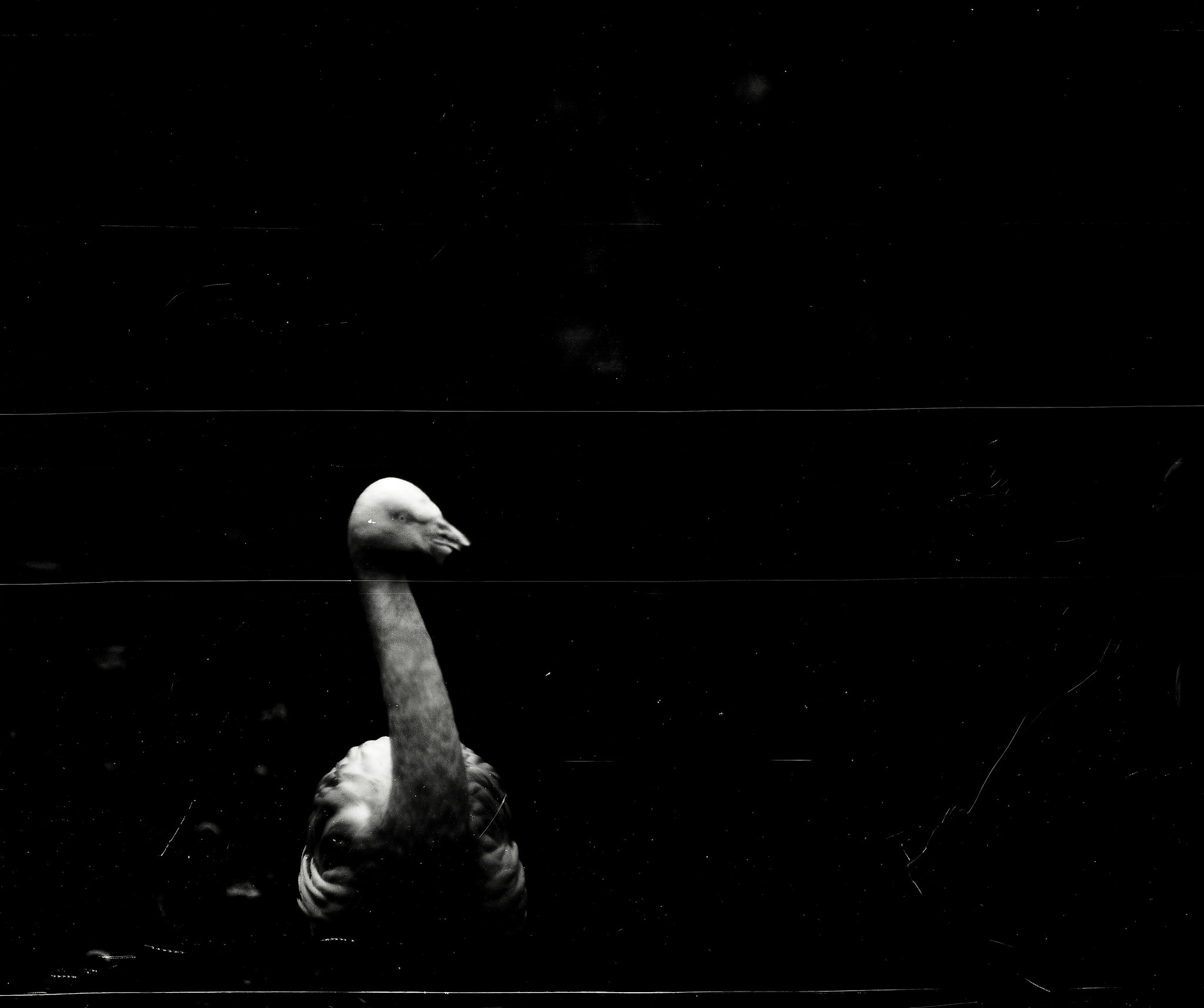 Tiergarten Straubing, Film
