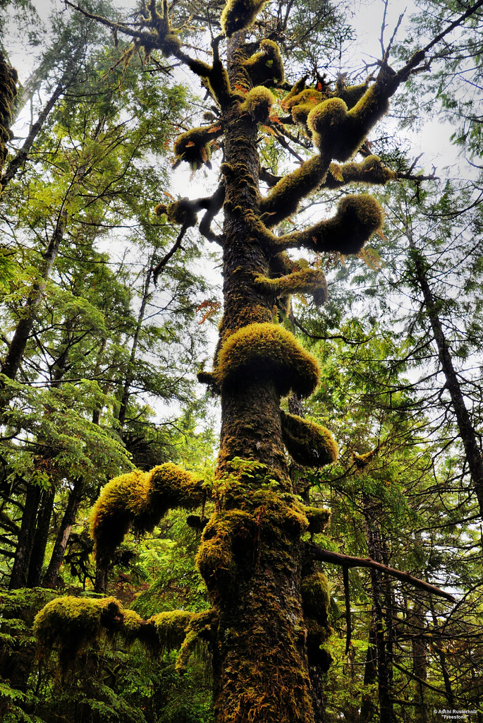 Canada Tour Ucluelet   3xPiP