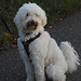 Teddy ,,com's  to visit me