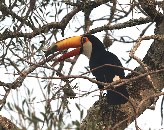 EF7A1958-CR2 DxO DeepPRIME -1Toucanv2