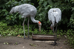 20140926 5466VRAw [D~SFA] Vogelpark, Walsrode