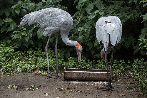 20140926 5466VRAw [D~SFA] Vogelpark, Walsrode