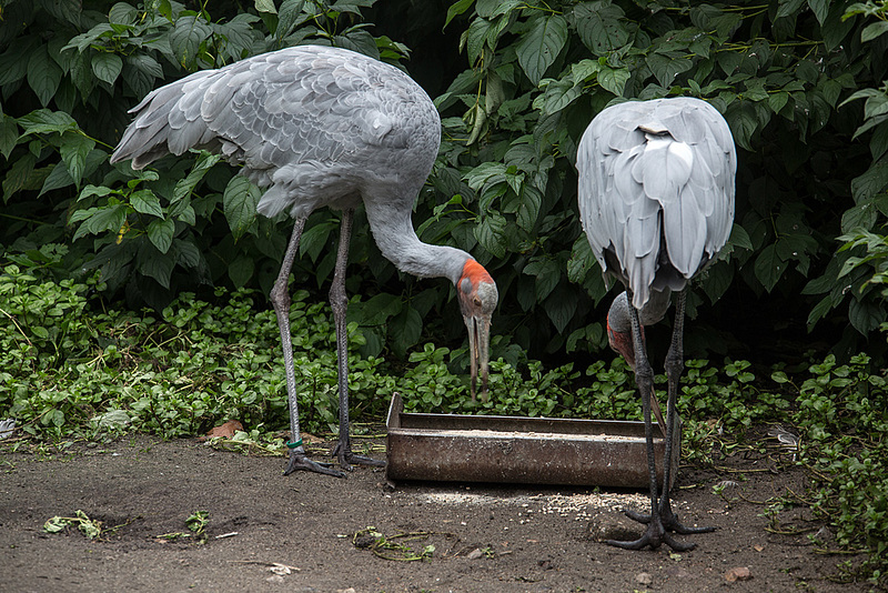 20140926 5466VRAw [D~SFA] Vogelpark, Walsrode