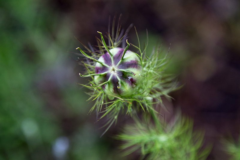 20150703 8396VRAw [D~RI]  Rinteln