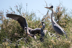 20150518 7940VRTw [R~F] Graureiher (Ardea cinerea), Parc Ornithologique, Camargue