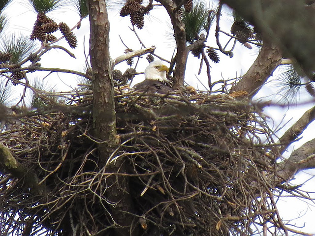 Bald eagle on nest