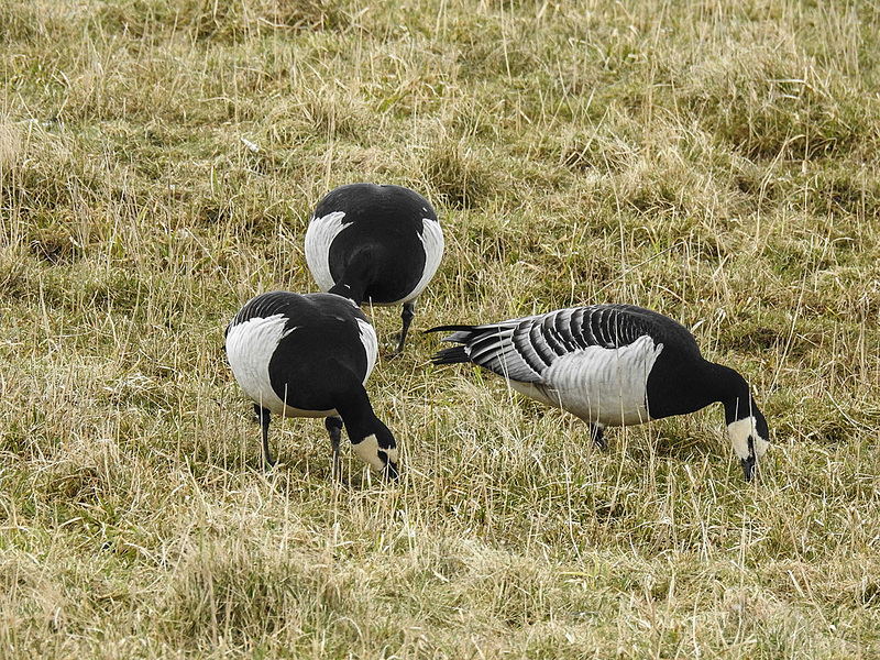 20180403 3436CPw [D~AUR] Weißwangengans (Branta leucopsis), Leybucht, Greetsiel