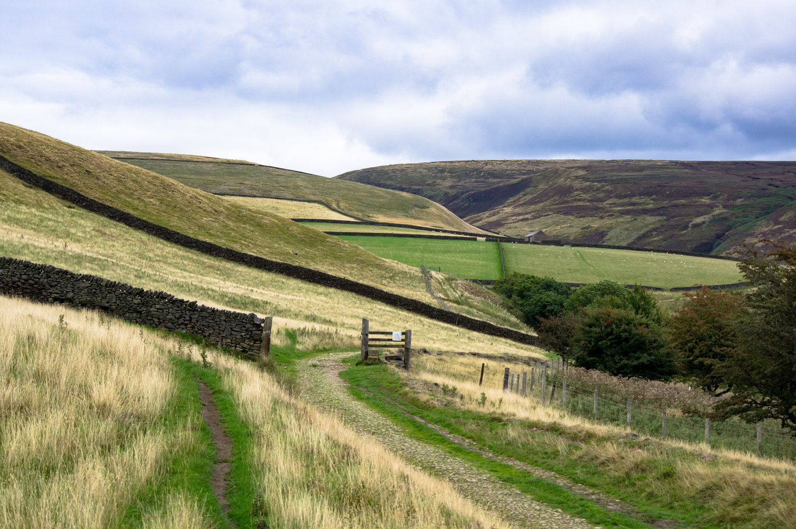 Mossy Lea path