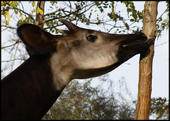 Tasty tree