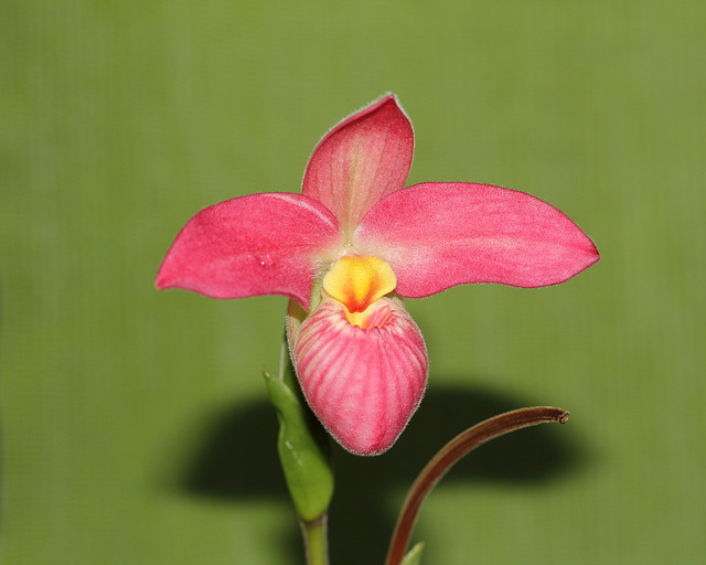 phragmipedium fremont point phragmipedium fremont point