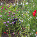 Summer Flowers