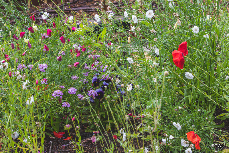 Summer Flowers