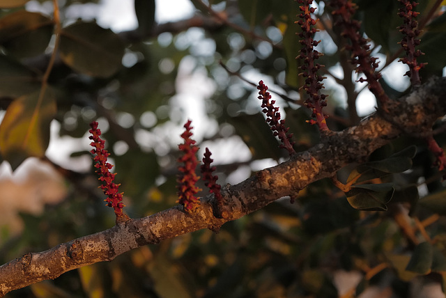 Ceratonia siliqua, Fabaceae