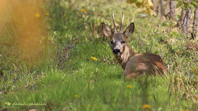 Chevreuil - Roe deer