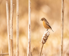 Female stonechat