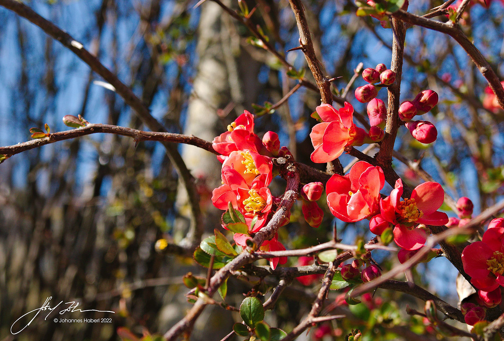 Blüten