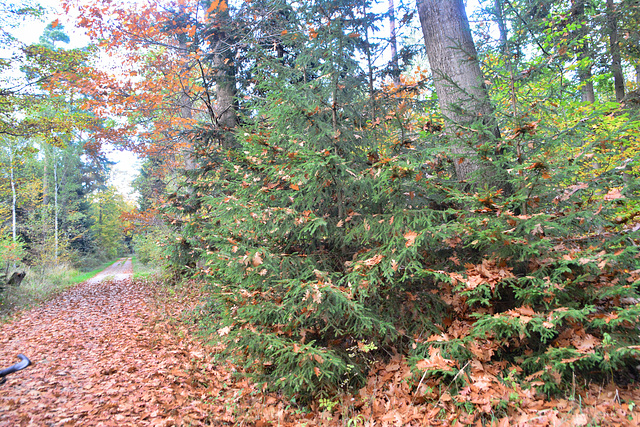 Herbstwald