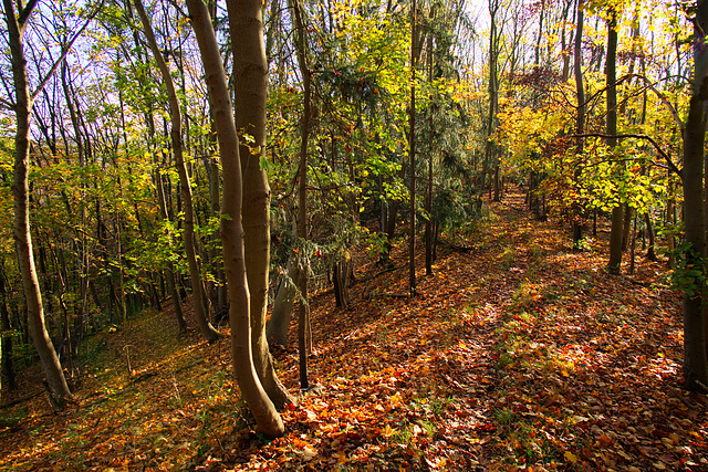 Auf dem Calenberg-Harz-Weg zwischen Lichtenberg und Gebhartshagen