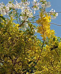 Leaves and Blossom.