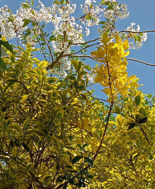 Leaves and Blossom.