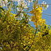 Leaves and Blossom.