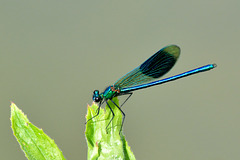 Banded Demoiselle m (Calopteryx splendens) 3