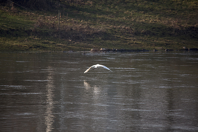 20150216 7017VRTw [D~SHG] Silberreiher (Ardea alba, Syn.: Casmerodius albus, Egretta alba), Weser, Rinteln