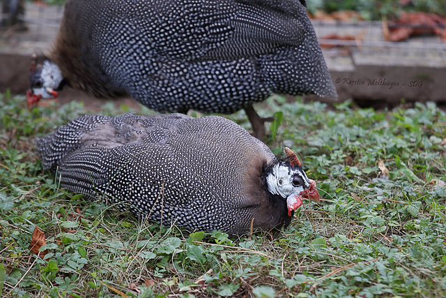 Helmperlhuhn (Zoo Heidelberg)