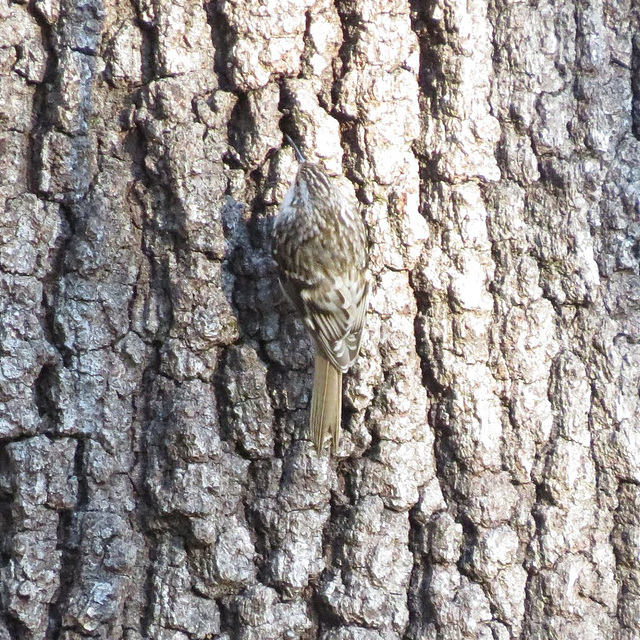 Good camouflage - brown creeper