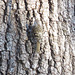 Good camouflage - brown creeper