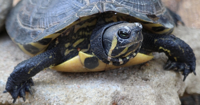 petit coucou de ma carapace !!