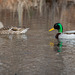 Wood Ducks Return