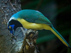Green jay (3)