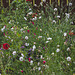 Summer Flowers