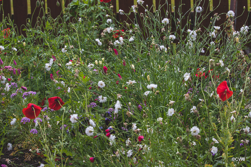 Summer Flowers