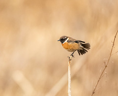 Male stonechat