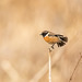 Male stonechat