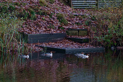 4 Goosander