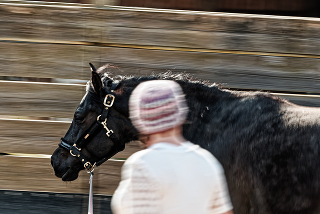 20240331_cooper ranch südharz (d800)