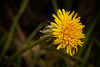 Der Löwenzahn (Taraxacum) hat dem Winter getrotzt :)) The dandelion (Taraxacum) has defied the winter :)) Le pissenlit (Taraxacum) a défié l'hiver :))