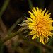 Der Löwenzahn (Taraxacum) hat dem Winter getrotzt :)) The dandelion (Taraxacum) has defied the winter :)) Le pissenlit (Taraxacum) a défié l'hiver :))