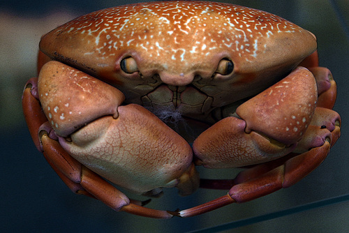 La raison pour laquelle les crabes marchent de côté , un strabisme divergent .