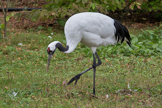 20140926 5467VRAw [D~SFA] Kranich, Vogelpark, Walsrode